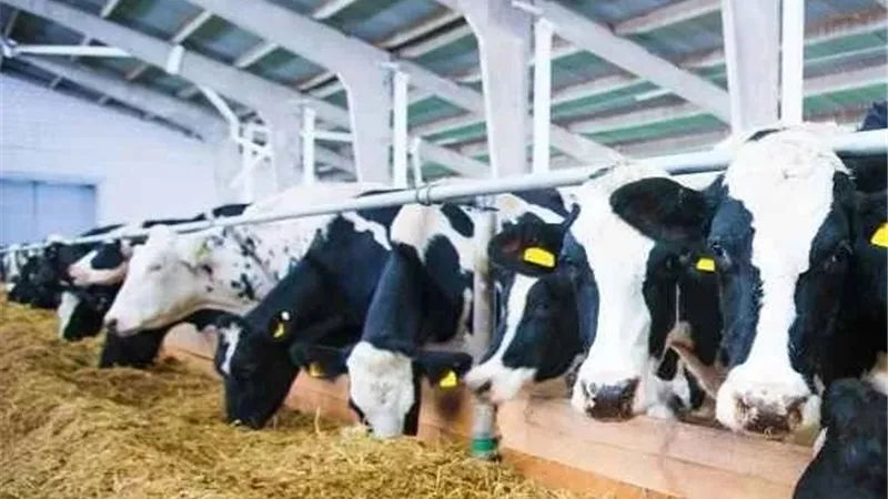 وزير الزراعة يكشف عن مشروعات لتطوير تربية الأبقار ورفع إنتاجية البذور