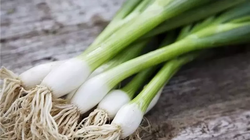 البصل الأخضر كنز صحي على مائدتك اليومية.. اعرف فوائده