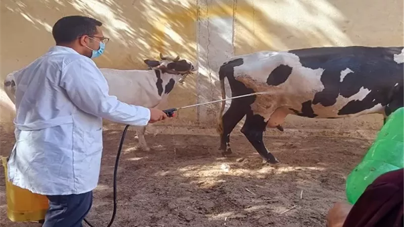 تحصين 45 ألف رأس ماشية بالحملة القومية ضد الحمى القلاعية بالمنيا