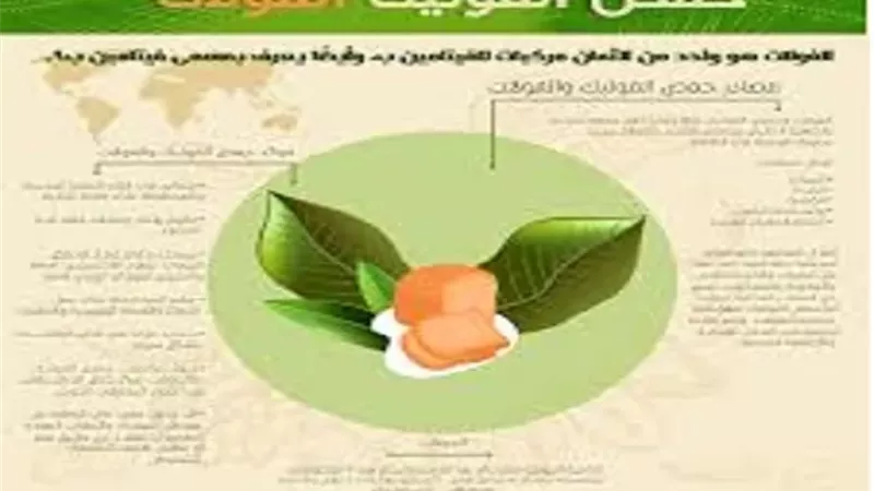 الكمية اليومية والمصادر الغذائية لحمض الفوليك