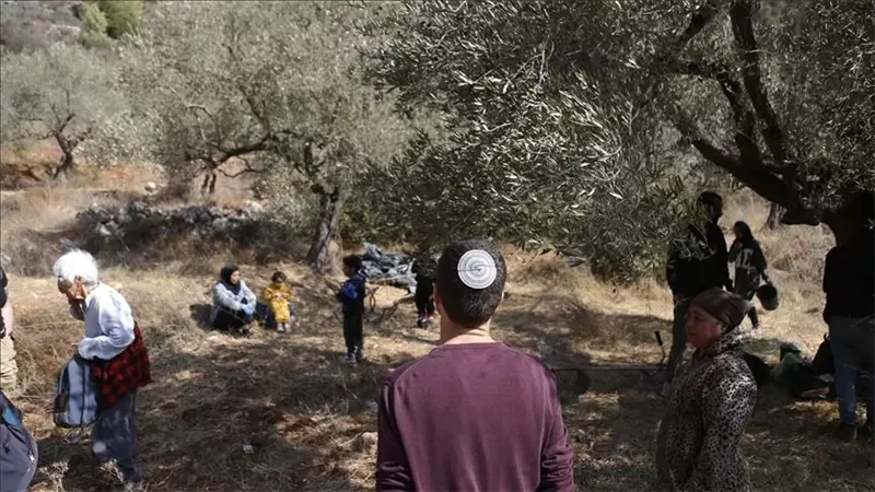 مستوطنون إسرائيليون يهاجمون قاطفي الزيتون في عقربا جنوب نابلس