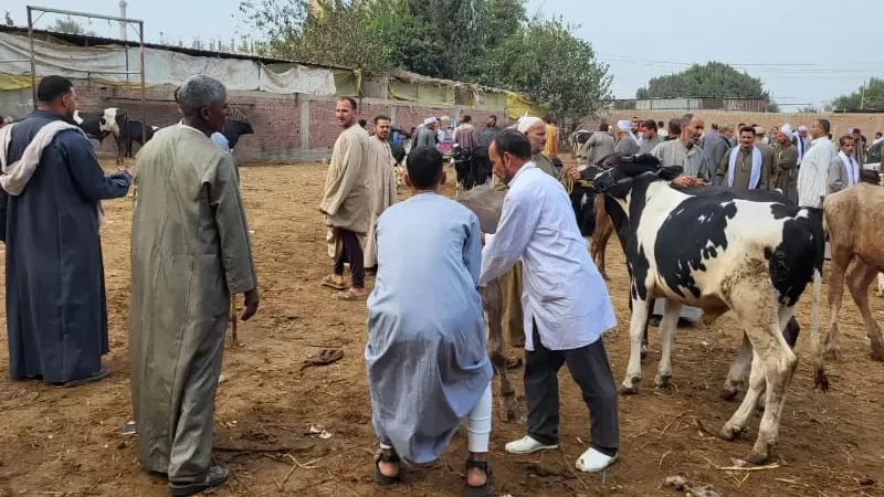 محافظ القليوبية يتابع فعاليات الحملة القومية لتحصين الماشية