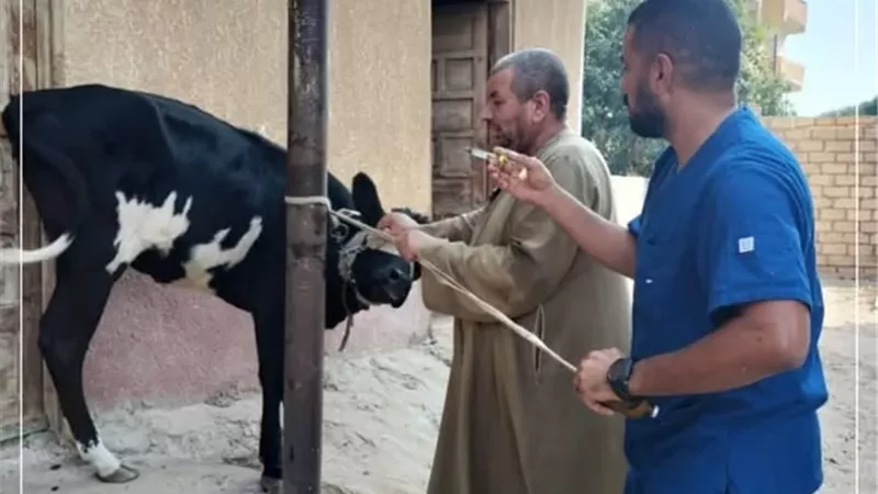 قوافل بيطرية مجانية للقرى الأكثر احتياجًا بالإسماعيلية