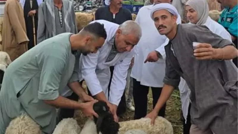 محافظ الجيزة: تحصين 83 ألفًا و700 رأس ماشية ضمن الحملة القومية