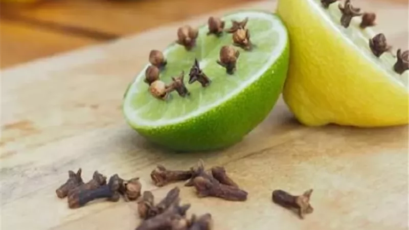 حلول فعالة للتخلص من الناموس داخل المنزل
