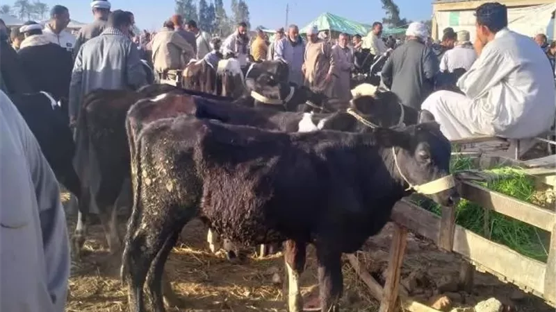 محافظ كفرالشيخ يتابع جهود الطب البيطرى..واستمرار الحملة القومية