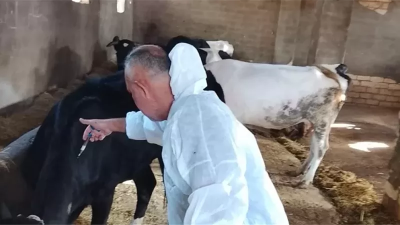تحصين أكثر من٦٢٪من الثروة الحيوانيةفي الإسماعيلية