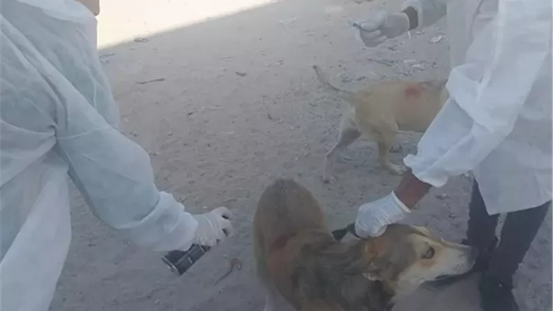 حملات مستمره لتحصين الكلاب الحره من مرض السعاربشوارع الاسكندريه