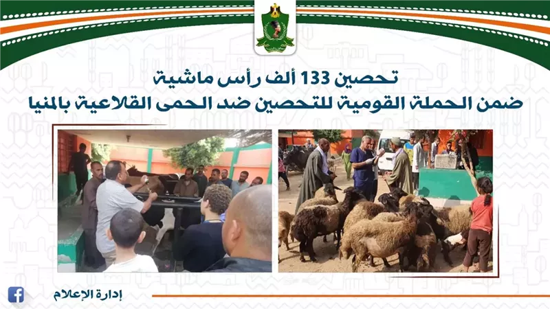 تحصين 133 ألف رأس ماشية في المنيا ضد حمى الوادي المتصدع