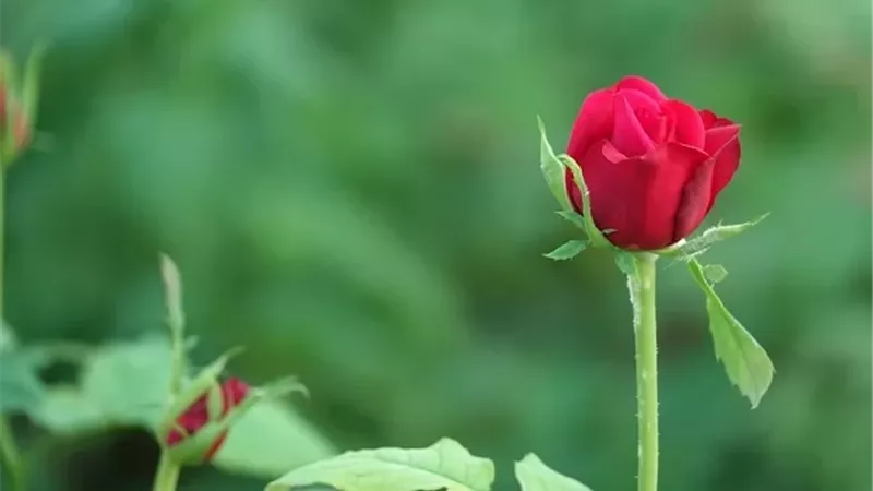 العملة الرابحة...ذكر يهديك مئات الحسنات ويحط به الخطايا