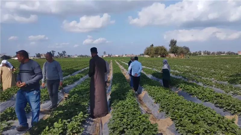 ندوة عن مكافحة الآفات بالقمح ومدارس حقلية لمزارعي الفراولة بكوم حمادة