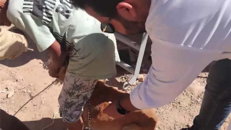 بيطري مطروح يشن حملات لتحصين الكلاب الضالة ضد مرض السعار