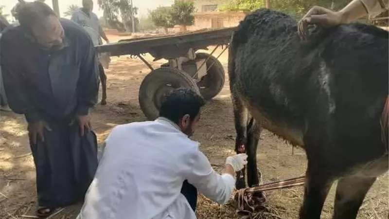 علاج ٢٧٣٧ حيوان في قافلة بيطرية مجانية بدمياط