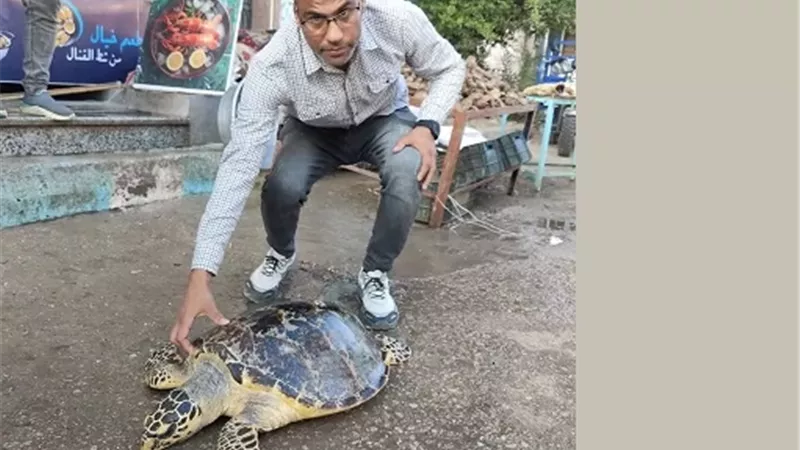 العثورعلى سلحفاة بحرية وإعادتها لبيئتها الطبيعية بالسويس