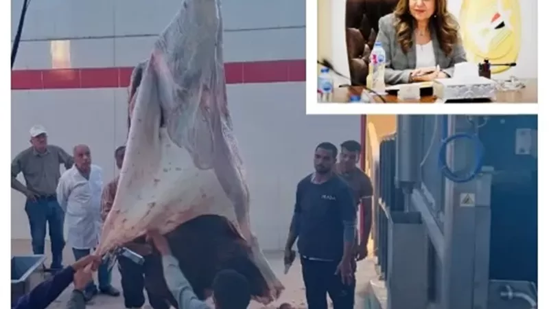 وزيرة التنمية المحلية : تشغيل تجريبي لمجزري الحبيل والهو