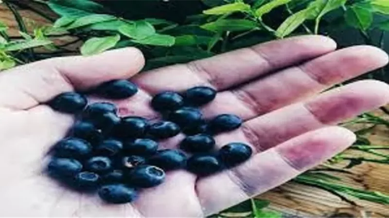 فوائد توت الأساي الصحية