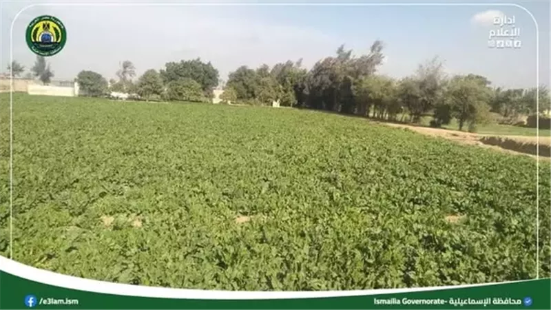 تحسين زراعات بنجر السكر في الإسماعيلية
