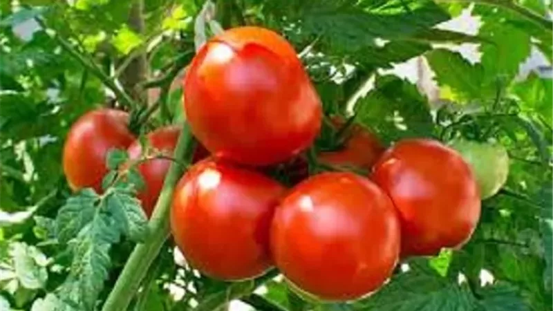 انتشار سوسة الطماطم يعيد الجدل حول زكاة المحصول