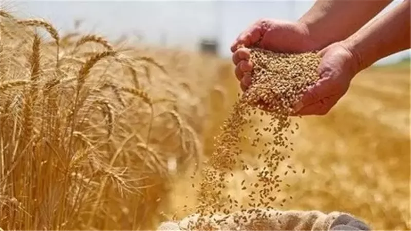 غداً.. قادة الزراعة بالإسكندرية يجتمعون لحسم مصير القمح