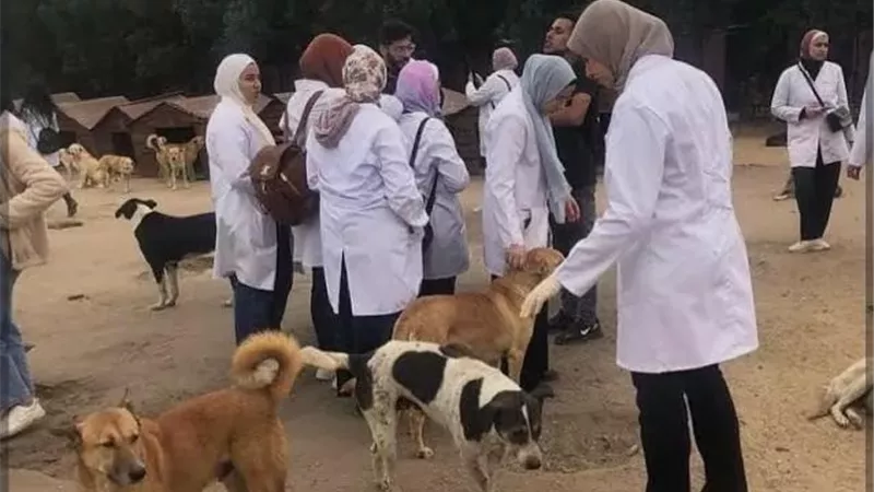 لأول مرة بدمياط توفير مكان مناسب لإيواء الكلاب الضالة