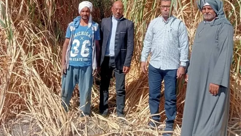 مدارس حقلية وندوات ترشيد مياه وأعمال تطهير بزراعة بالأقصر