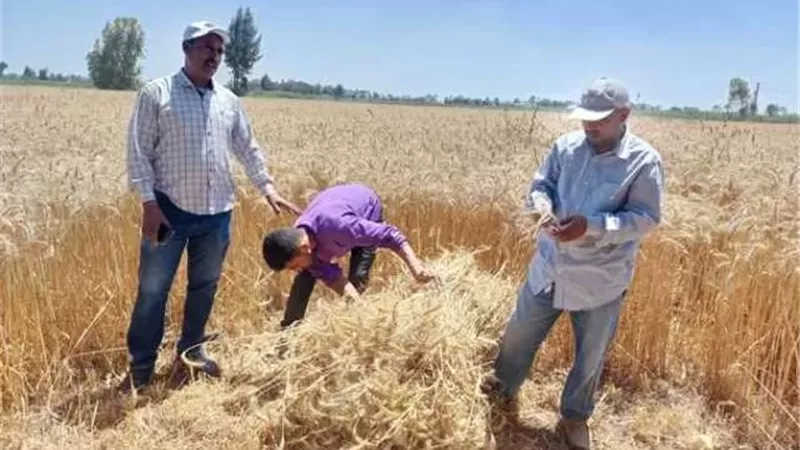 التقاوى والتسوية باليزر بالمجان للمزارعين فى الإسكندرية