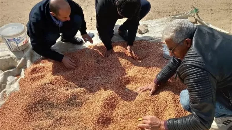 زراعة ٧٩٠ شجرة بالشرقية ضمن المبادرة الرئاسية 