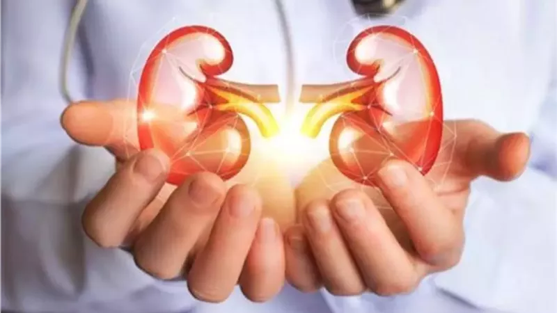 3 أخطاء يومية تهدد وظائف الكليتين وتسبب فشلاً كلويًا قبل سن الأربعين