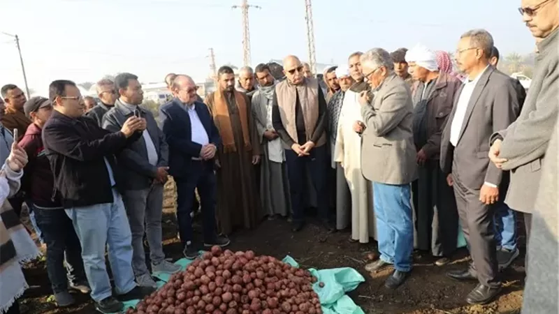 محافظ المنيا يشهد حصاد محصول البطاطس بقرية بردنوها بمطاي