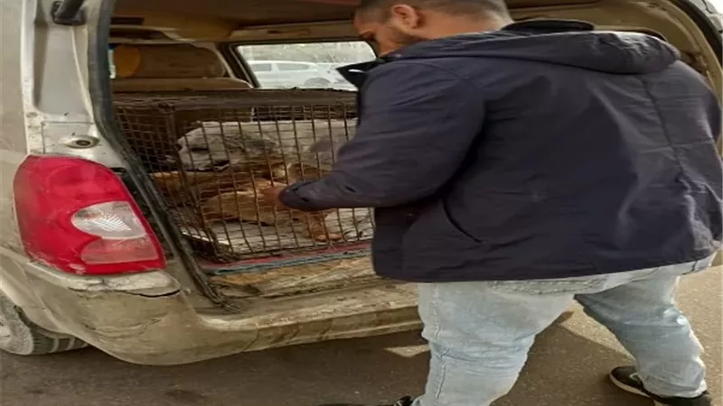 حملات مستمرة لتعقيم وتطعيم كلاب الشوارع في زايد