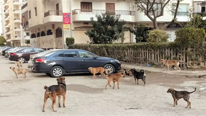 رئيس 
