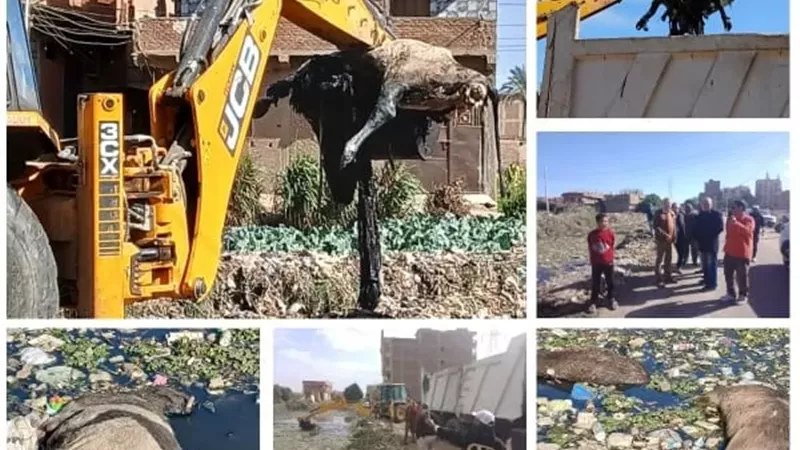 رفع ودفن حيوانات نافقة بمصرف عزبة أحمد فوزي بالقناطر الخيرية