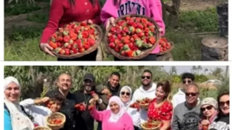 انطلاق موسم حصاد الفراولة بالإسماعيلية