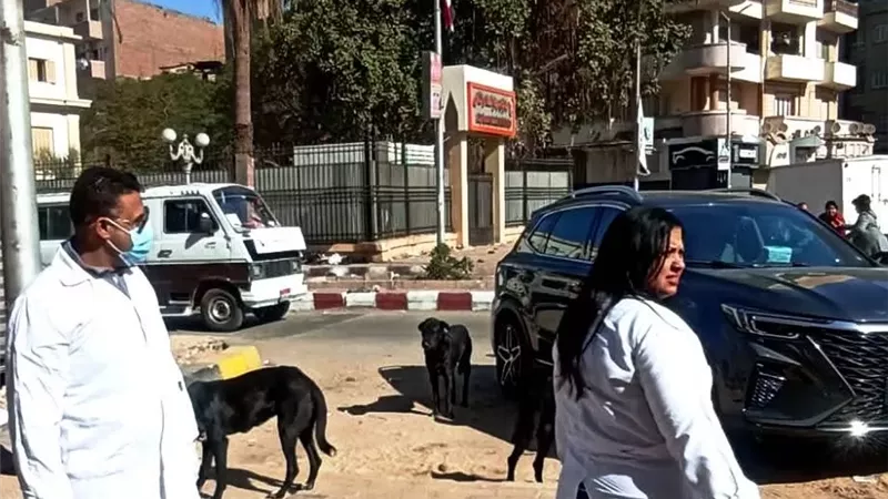 محافظ سوهاج : الطب البيطري ينفذ حملة لتحصين كلاب الشوارع
