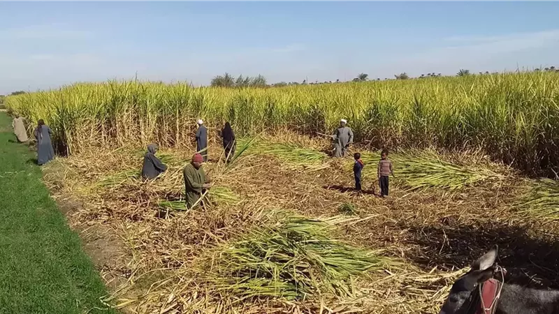 إنطلاق موسم عصير القصب بمصانع أرمنت جنوب الأقصر