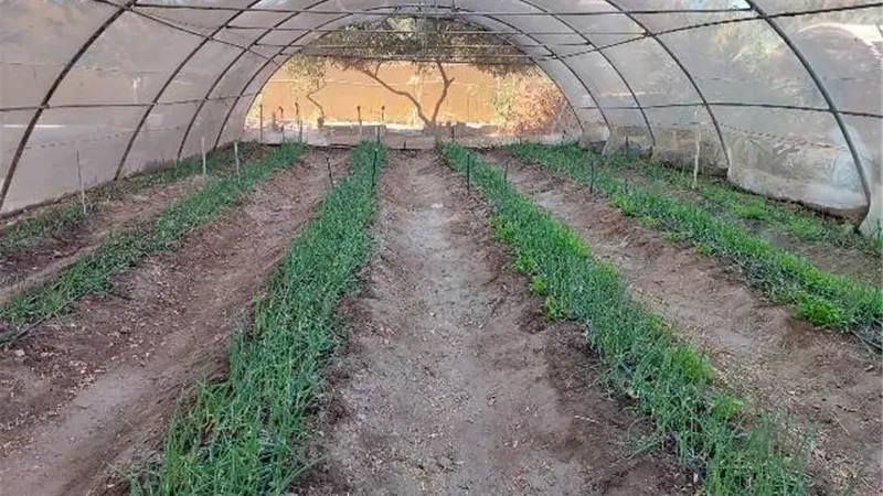 متابعة أعمال البساتين ضمن خطة تطوير الزراعة بجنوب سيناء