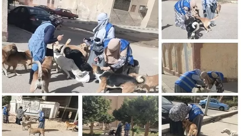 حملة لتطعيم الكلاب الضالة ضد السعار حفاظاً على الصحة العامة