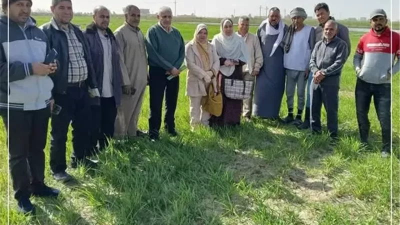 تحسين انتاج محصول الشعير بالإسماعيلية بأصناف جديدة وحقول إرشادية