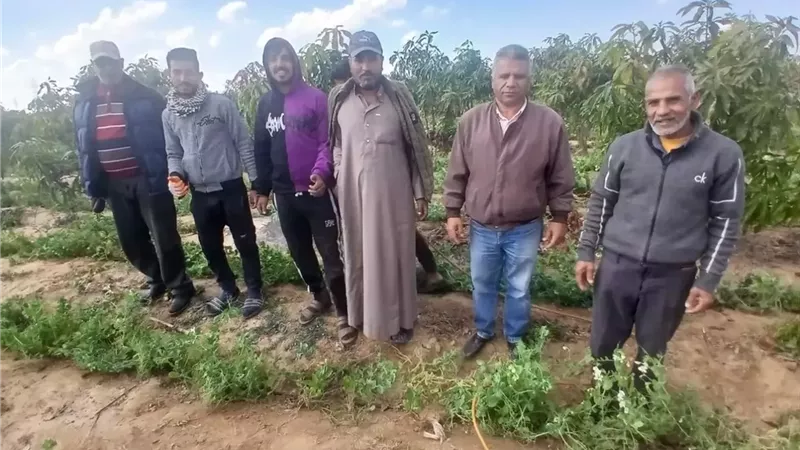 متابعة ميدانية للمحاصيل الزراعية بالإسماعيلية..صور