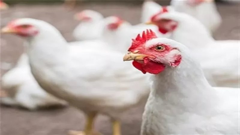 أسعار الفراخ اليوم الجمعة.. البيضاء 69 جنيهًا والبلدي 120 جنيهًا