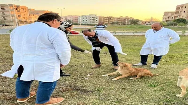 تواصل حملات تحصين الكلاب ضمن استراتيجية مصر خالية من السعار