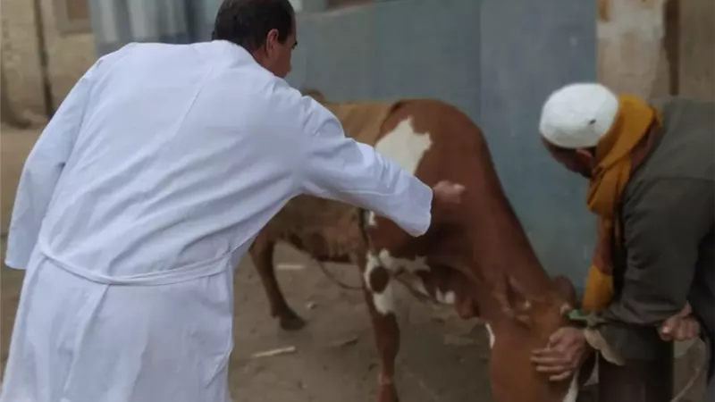 محافظ الجيزة: تحصين 90 ألف رأس ماشية ضد الحمى القلاعية