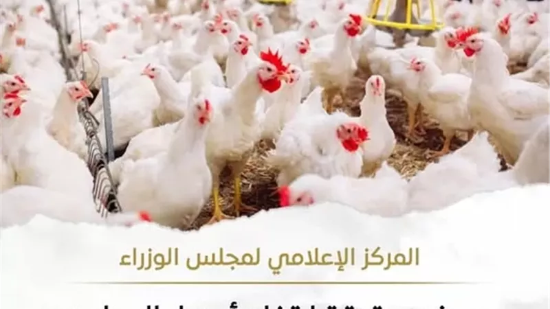 حقيقة ارتفاع أسعار الدواجن نتيجة نقص المعروض منها بالأسواق