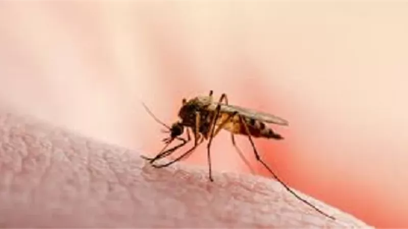 دراسة: الملاريا تهدد حياة نصف مليون شخص في أفريقيا بحلول 2050
