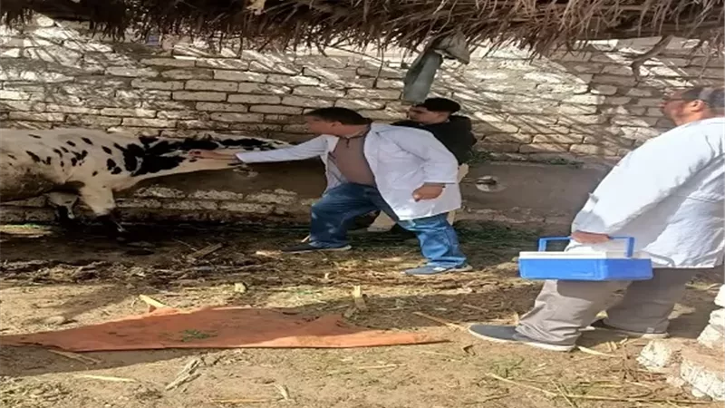 لمواجهة الأمراض الوبائية تحصين 63 ألفا و977 رأس ماشية