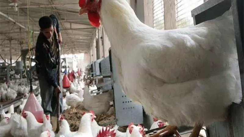 اسعار الدواجن اليوم الاثنين 2-2-2026