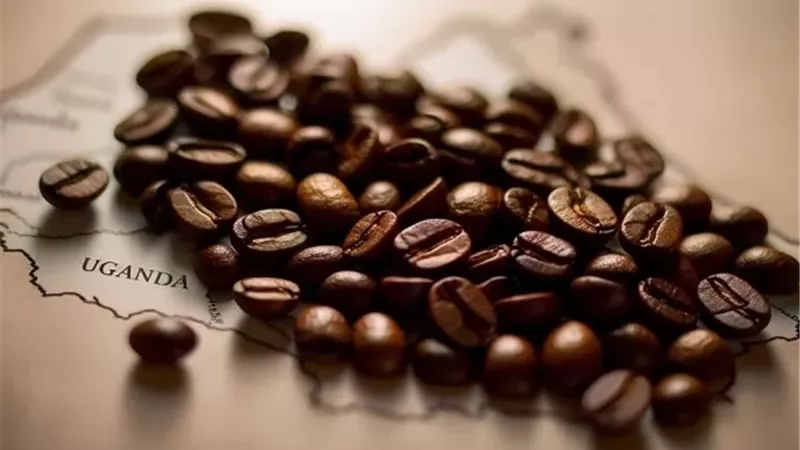 صادرات البن الأوغندية ترتفع 22% في ديسمبر