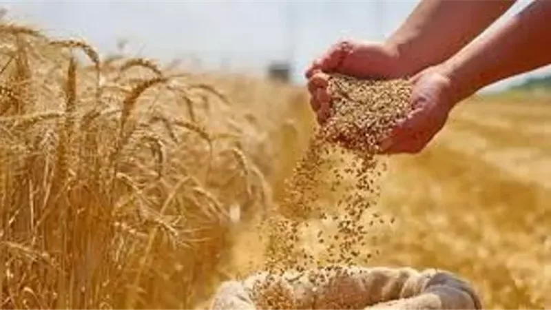 الزراعة: شحنات الأسمدة تتم يوميًا..مخزون تقاوي القمح يتجاوز 14 ألف طن