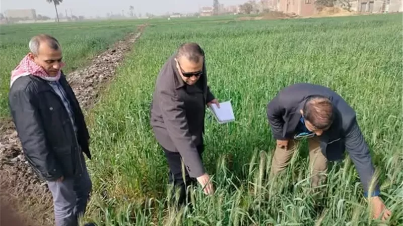 «الزراعة» تواصل حملات متابعة زراعات القمح ومكافحة الآفات