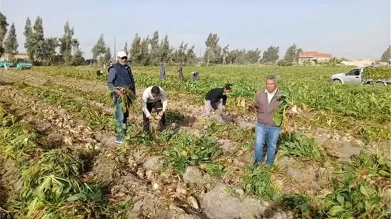 حصاد محصول بنجر السكر شرق الإسماعيلية..صور